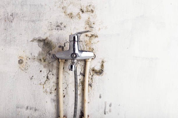 Best Same-Day Mold Removal  in Plano, KY