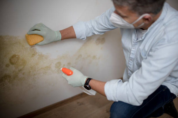 Best Best Mold Removal Companies  in Plano, KY