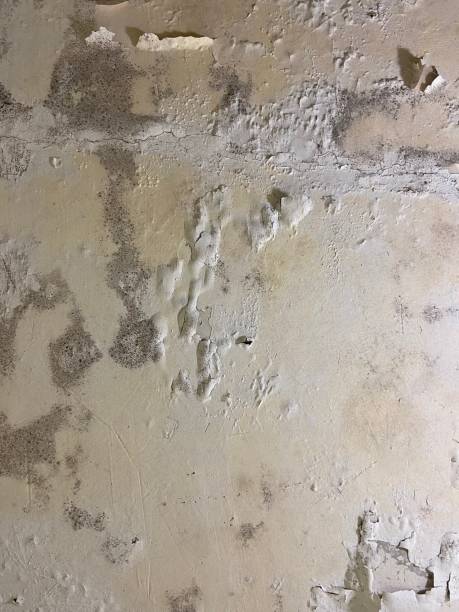 Best Office Mold Removal Services  in Plano, KY