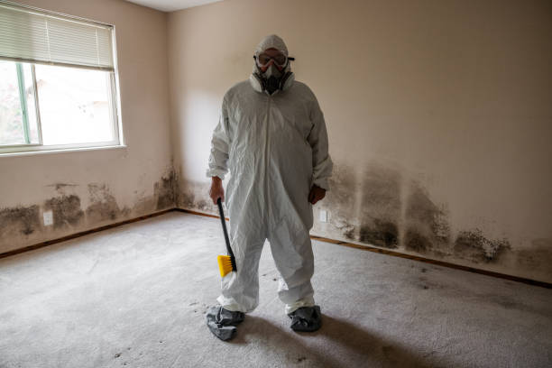 Best Toxic Mold Removal  in Plano, KY