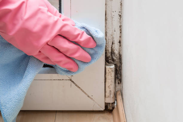 Best Commercial Mold Removal  in Plano, KY