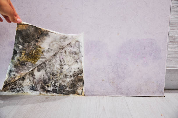 Best Mold Removal Near Me  in Plano, KY